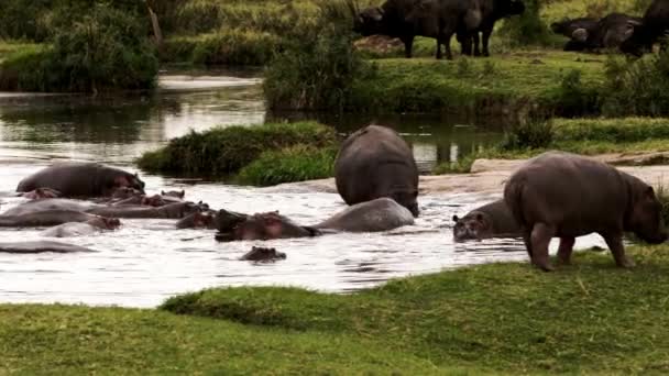 A group of hippos and buffalos walking around. — Stock Video