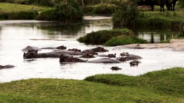 Un groupe d'hippopotames et de buffles se promènent. — Video