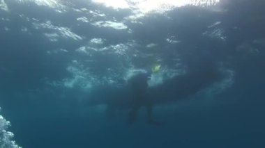 Deniz yatağının arka planında dalgıçlar suyun altında.