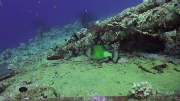 Triggerfish on reef in ocean sea in search of food — Stock Video