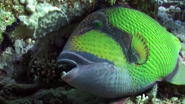 Triggerfish sur le récif en mer océanique à la recherche de nourriture — Video