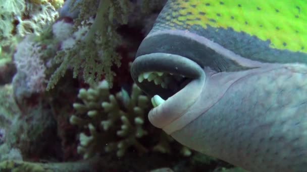 Triggerfish op rif in oceaan zee op zoek naar voedsel — Stockvideo