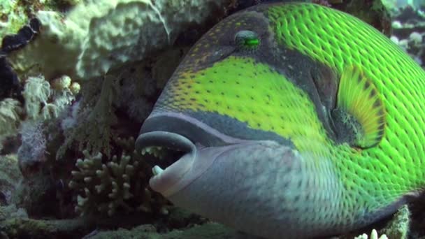 Triggerfish en el arrecife en el mar oceánico en busca de comida — Vídeo de stock