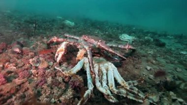 Barents Denizi 'nin ıssız kumda ölü yengeç..