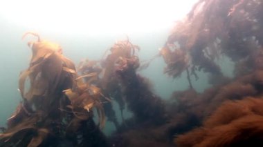 Barents Denizi 'nin deniz tabanındaki arka planında bulunan dev deniz yosunu..