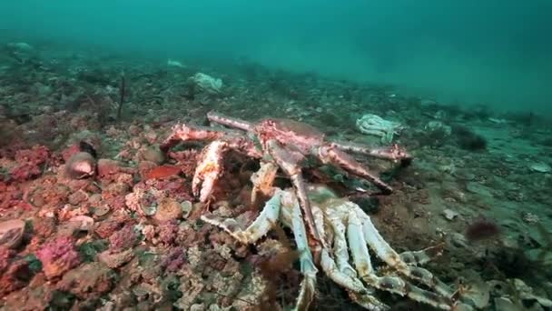 Dierlijke resten van dode krab op verlaten zandbodem van de Barentszzee. — Stockvideo