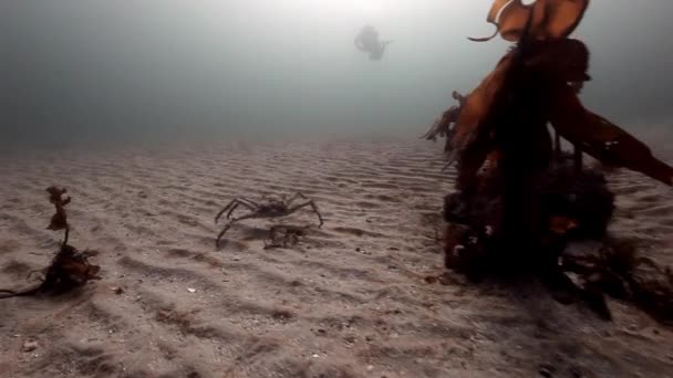 La única caminata de cangrejo gigante en un fondo arenoso desierto del mar de Barents. — Vídeo de stock