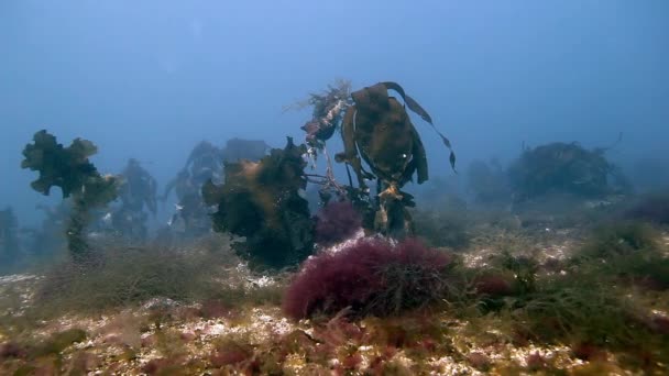 Γιγάντια φύκια κάτω από το νερό στο φόντο του θαλάσσιου βυθού της Θάλασσας Μπάρεντς. — Αρχείο Βίντεο