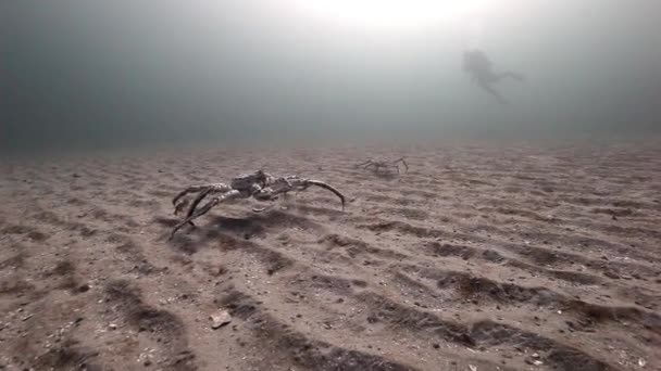 Apenas caranguejo gigante caminhar em um fundo arenoso deserto do Mar de Barents. — Vídeo de Stock