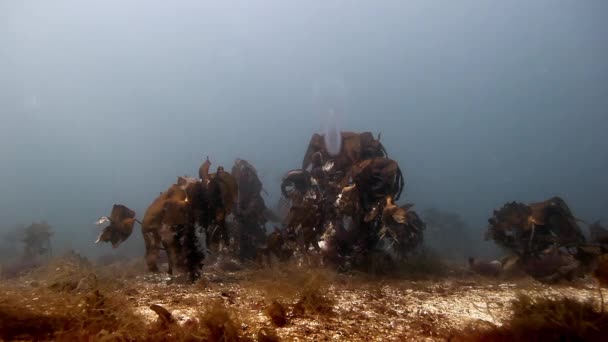 Jättealger under vatten på bakgrunden av havsbotten av Barents hav. — Stockvideo