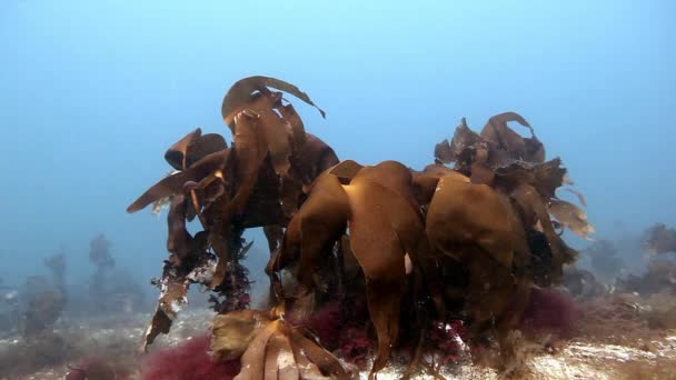 Giant seaweed underwater on background of marine seabed of Barents Sea. — Stock Video