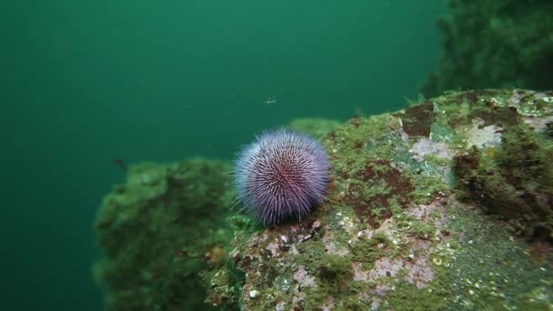 Algas marinas gigantes bajo el agua en el fondo del fondo marino del Mar de Barents. — Vídeos de Stock