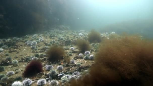 Algas marinhas gigantes subaquáticas no fundo do fundo marinho do mar de Barents. — Vídeo de Stock