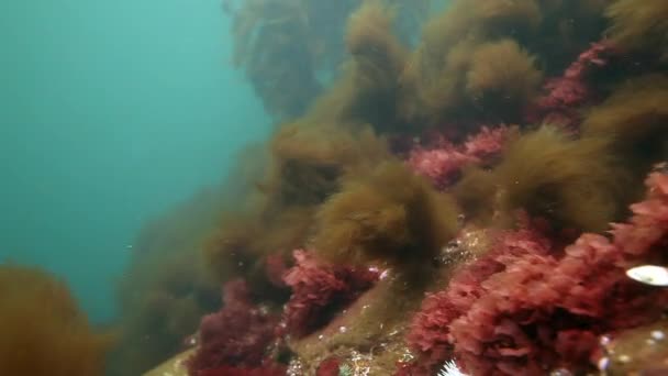 Algas marinhas gigantes subaquáticas no fundo do fundo marinho do mar de Barents. — Vídeo de Stock