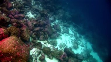 Galapagos 'ta denizin altında.