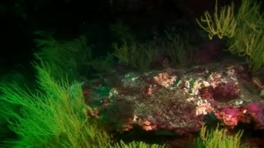 Galapagos 'ta denizin altında.