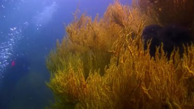 Galapagos 'ta denizin altında.