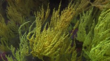 Galapagos 'ta denizin altında.