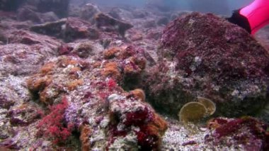 Galapagos 'ta denizin altında.