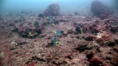 Galapagos 'ta denizin altında.