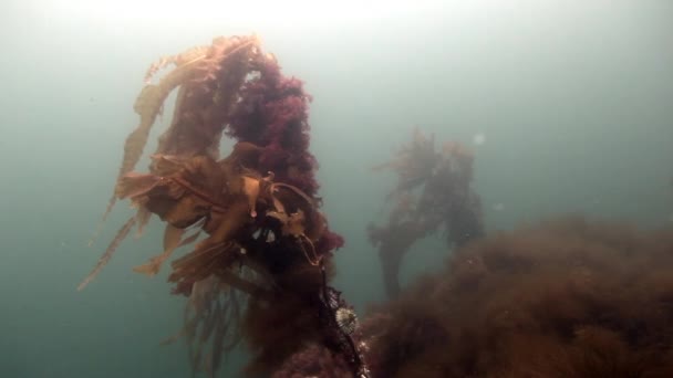俄罗斯巴伦支海阳光下的水下巨藻. — 图库视频影像