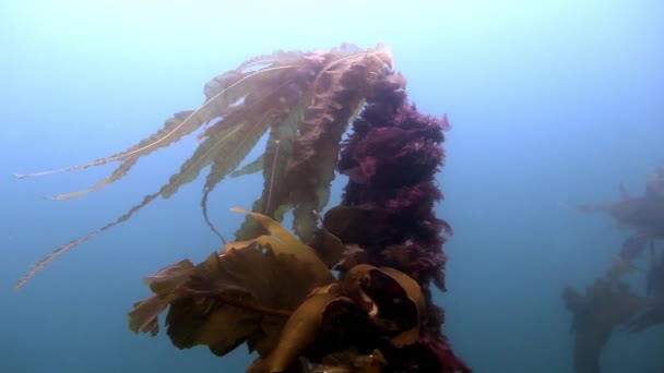 Giant kelp underwater in reflection of sunlight of Barents Sea Russia. — Stock Video