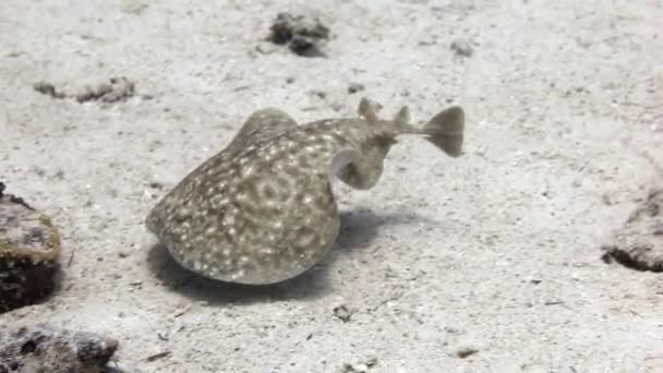 Vita marina della passera pianuzza nella laguna sottomarina dell'oceano su fondali marini puliti. — Video Stock