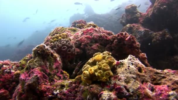 Fondali marini sottomarini nelle Galapagos. — Video Stock