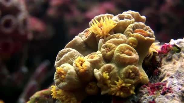Havsbotten under vatten i Galapagos. — Stockvideo