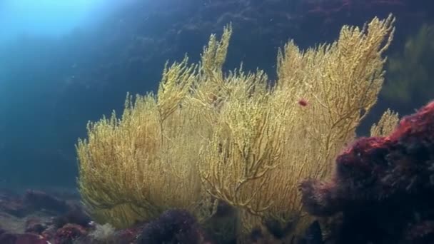 Fundo marinho subaquático em Galápagos. — Vídeo de Stock