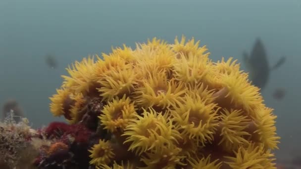 Fondos marinos bajo el agua en Galápagos. — Vídeos de Stock