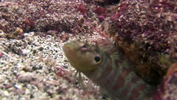 Fondos marinos bajo el agua en Galápagos. — Vídeo de stock