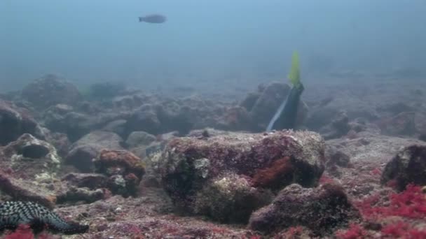 Zeebodem onder water op Galapagos. — Stockvideo