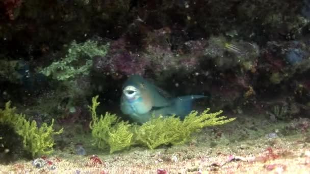 Zeeplanten onder water op de zeebodem van Galapagos. — Stockvideo