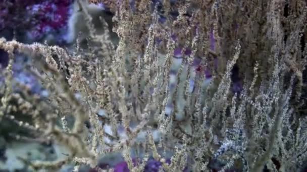 Marine plants underwater on seabed in Galapagos. — Stock Video