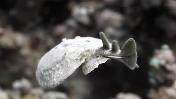 Flatfish flounder nada em lagoa subaquática de oceano no fundo do mar limpo. — Vídeo de Stock