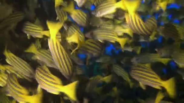 Żółta Szkoła Kozia rybka pływa nad skalistą rafą. — Wideo stockowe
