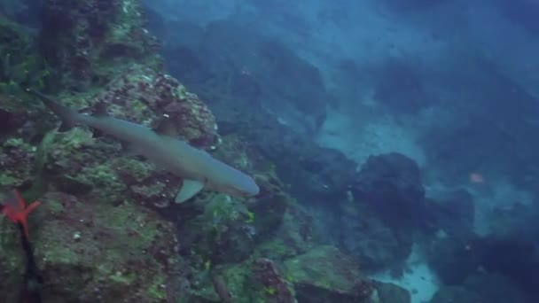 Whitetip resif köpekbalığı sürüsü su altında doğal akvaryum yatağında balık sürüsü. — Stok video