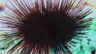 Karadeniz kestanesi Echinothrix diadema doğal deniz akvaryumu yatağında.