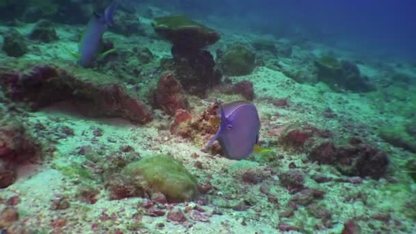 Unik fisk på havsbotten mot bakgrund av naturliga havet akvarium. — Stockvideo