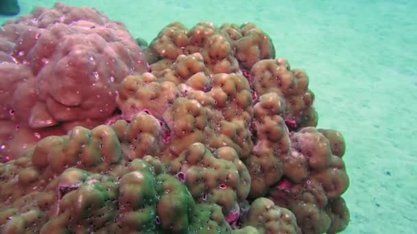 Insolite corail unique sur les fonds marins de l'aquarium naturel de la mer. — Video