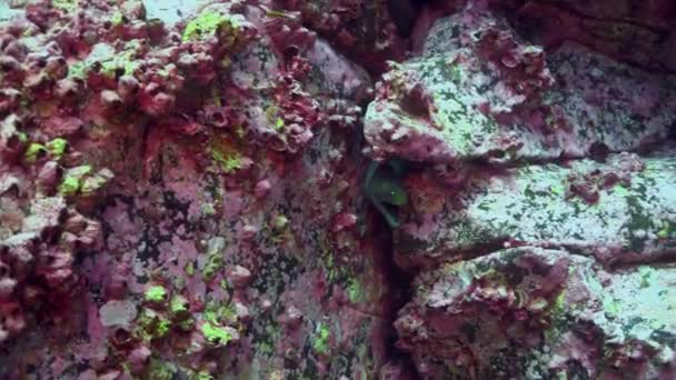 Moray paling op de zeebodem op de achtergrond van het landschap van de natuurlijke zee aquarium. — Stockvideo