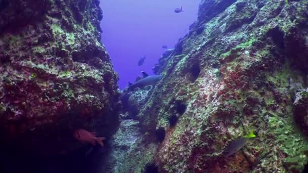 Requins de récif Whitetip bancs de poissons sur fonds marins sous-marins d'aquarium naturel. — Video