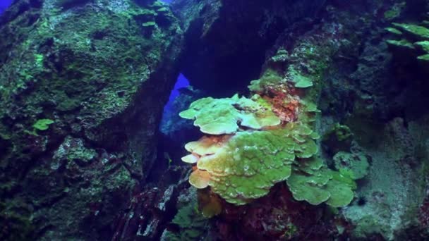 Ovanligt unik havsbotten på bakgrunden av landskapet i naturliga havet akvarium. — Stockvideo