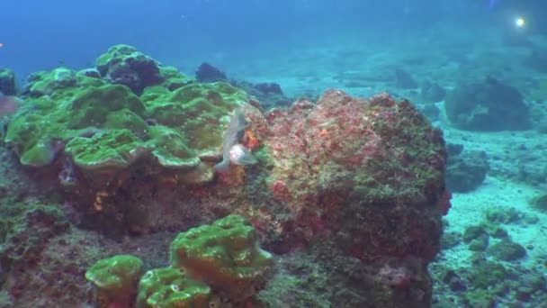 Peces únicos sobre el fondo marino sobre el fondo del acuario natural de mar. — Vídeos de Stock