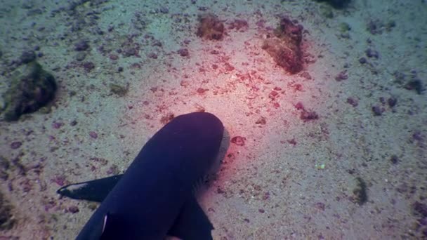 Whitetip tubarões recifes em recifes rochosos procurar comida. — Vídeo de Stock