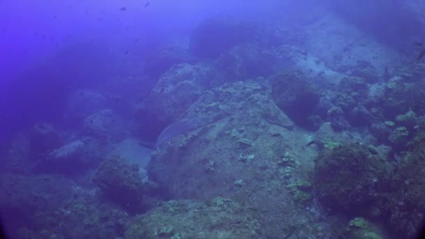 Tiburón martillo sobre el fondo marino submarino del acuario natural. — Vídeos de Stock