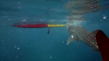 Büyük balina köpekbalığı Rhincodon tipus Maldivler 'de botun arkasında plancton besleniyor.