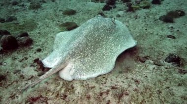 Manta vatozu plankton arayışında mavi sularda yüzüyor..