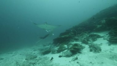 Devasa Siyah Okyanus Birostris Manta Işını plankton arayışında mavi suyun arka planında yüzüyor.
